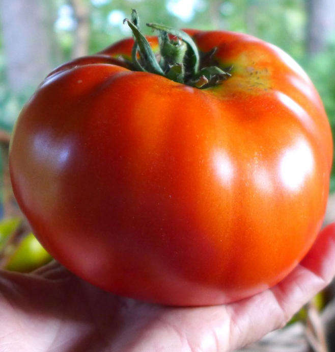 BRANDYWINE  large  Tomato    - 15  Seeds   -  Heirloom