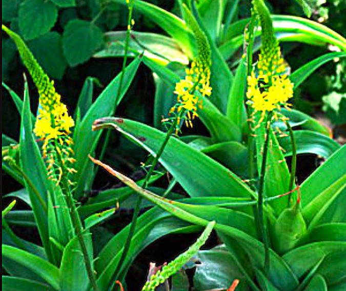 BULBINE NATALENSIS  / Ibhucu / Ingcelwane / Rooiwortel   -  10 Seeds