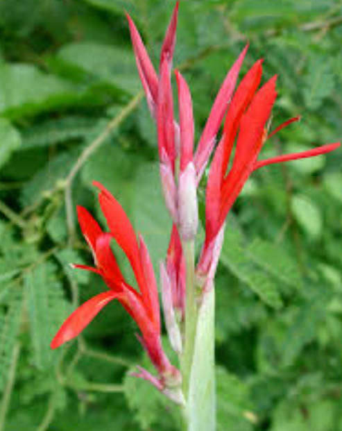QUEENSLAND ARROW ROOT / ACHIRA / CANNA EDULIS -   5 BULBS