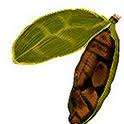 CARDAMOM / ELACHIE /    15 SEEDS     medicinal