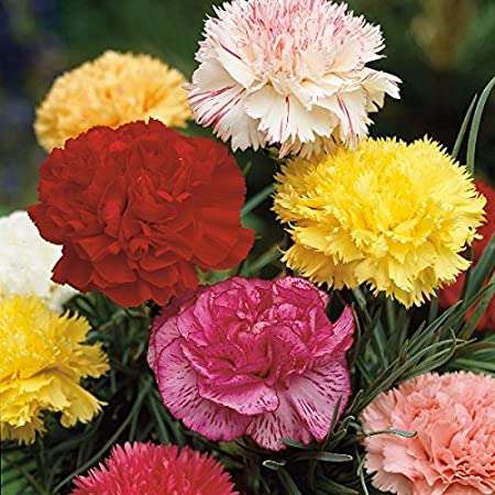 CARNATION GIANT DOUBLE CHABAUD - mixed colours  - 20 SEEDS