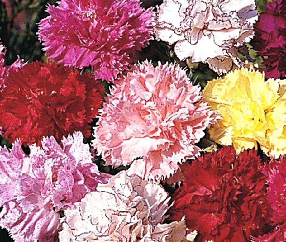 CARNATION GIANT DOUBLE CHABAUD - mixed colours  - 20 SEEDS