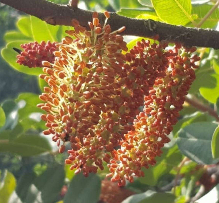 CAROB - Chocolate Substitute   -  Ceratonia siliqua  - 15 Seeds