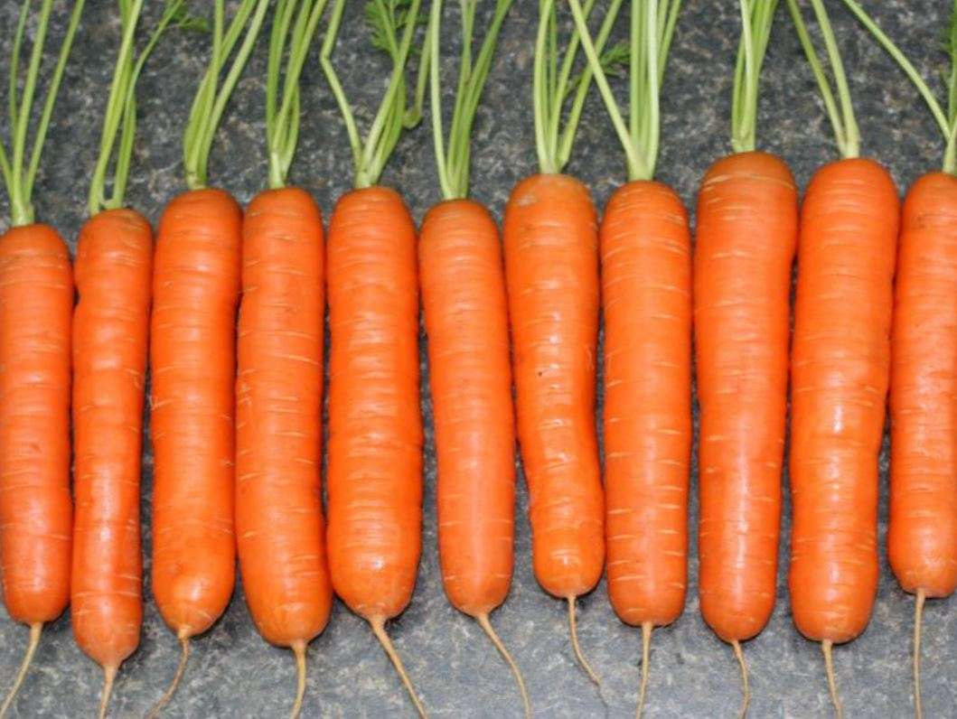 CARROT  'Ya-Ya' -  'Daucus carota var. sativus'    - 50 Seeds