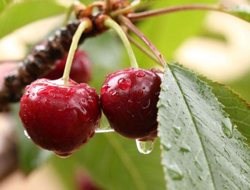 CHERRIES - BING DARK SWEET CHERRY -  Prunus Avium    3  SEEDS