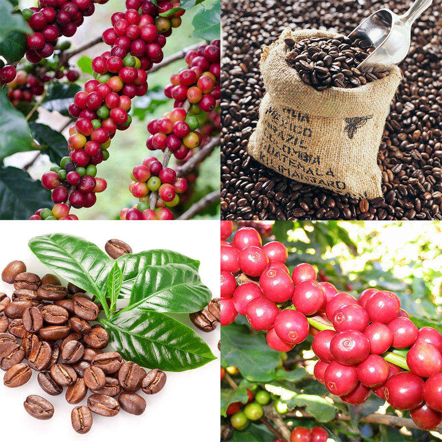 COFFEE ARABICA -   Coffea Arabica  -  3 Seeds