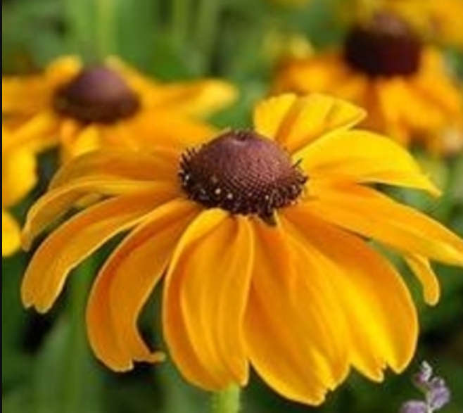 Orange Coneflower / Black-Eyed Susan  - 'Rudbeckia Fulgida'     30 SEEDS