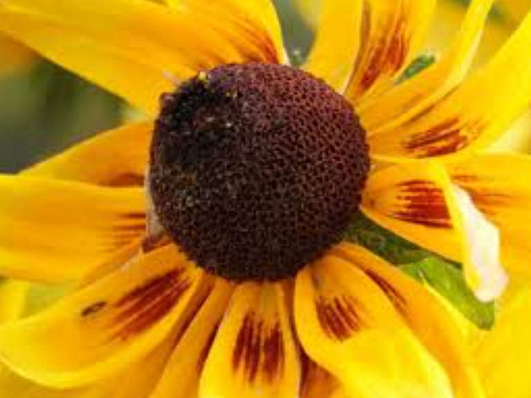 Orange Coneflower / Black-Eyed Susan  - 'Rudbeckia Fulgida'     30 SEEDS