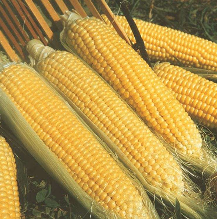SWEETCORN ` Kandy Korn`   -  20 Seeds