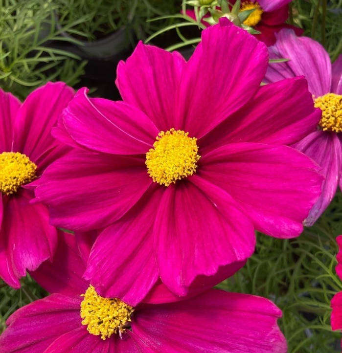 COSMOS  CASANOVA VIOLET  -  Cosmos bipinnatus -  20 Seeds