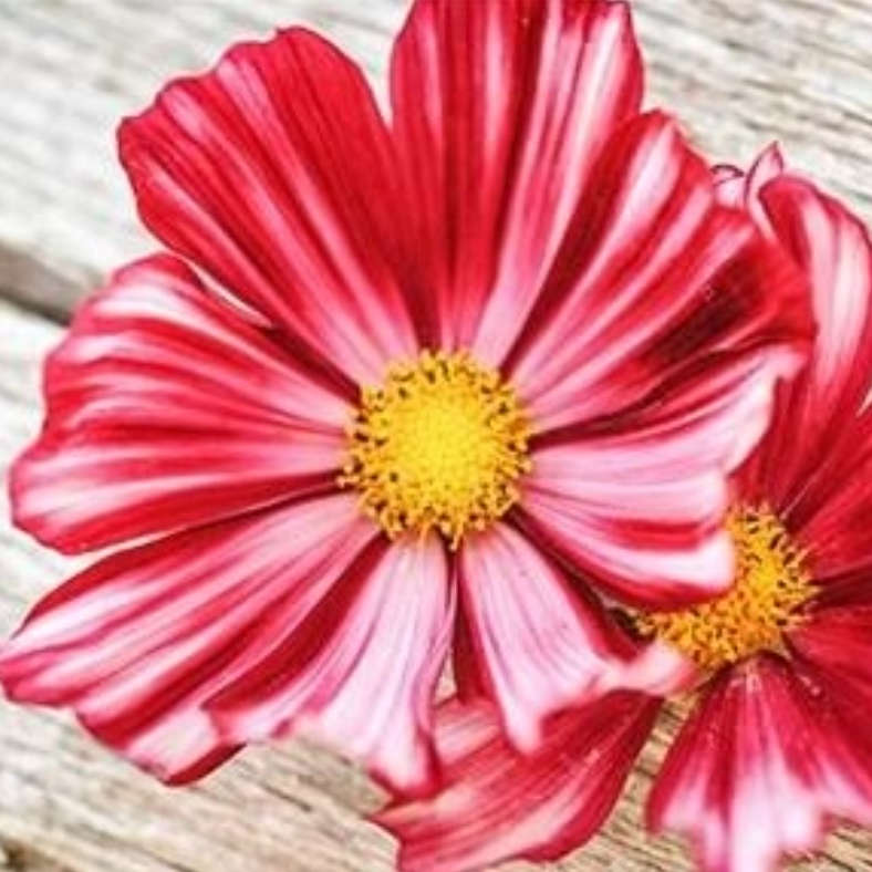 Flowers - Cosmos  `Velouette`    20 Seeds