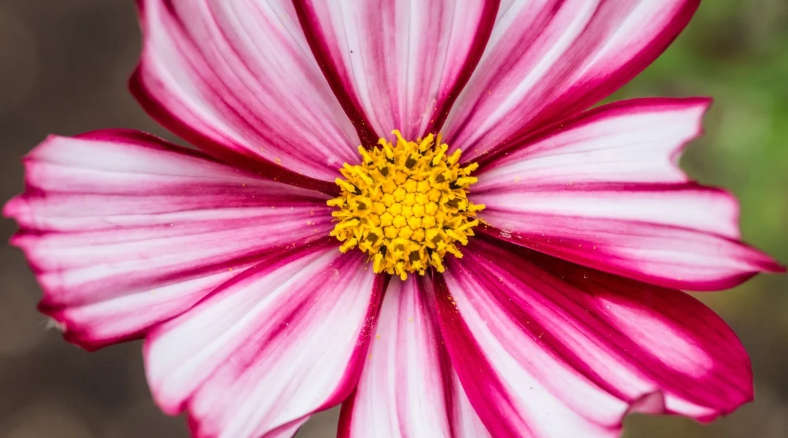 Flowers - Cosmos  `Velouette`    20 Seeds