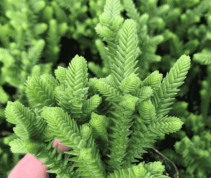 CRASSULA MUSCOSA 'RASTAFARI / Watch Chain Plant  -   4 x Cuttings