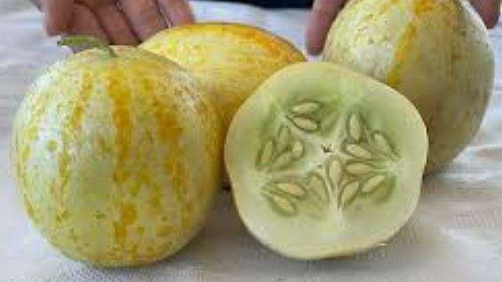 HEIRLOOM - CRYSTAL LEMON CUCUMBER    - 10  SEEDS