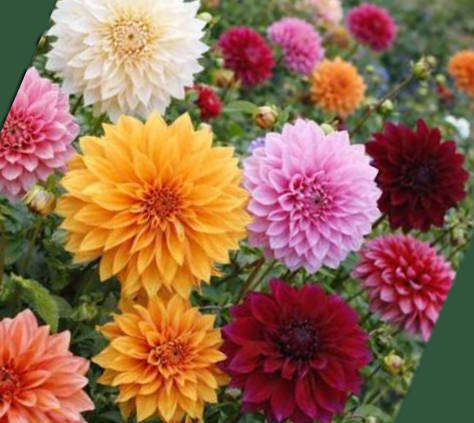 DAHLIA BULBS - DINNERPLATE MIXED COLOURS  -  CutFlower -   4 x Bulbs
