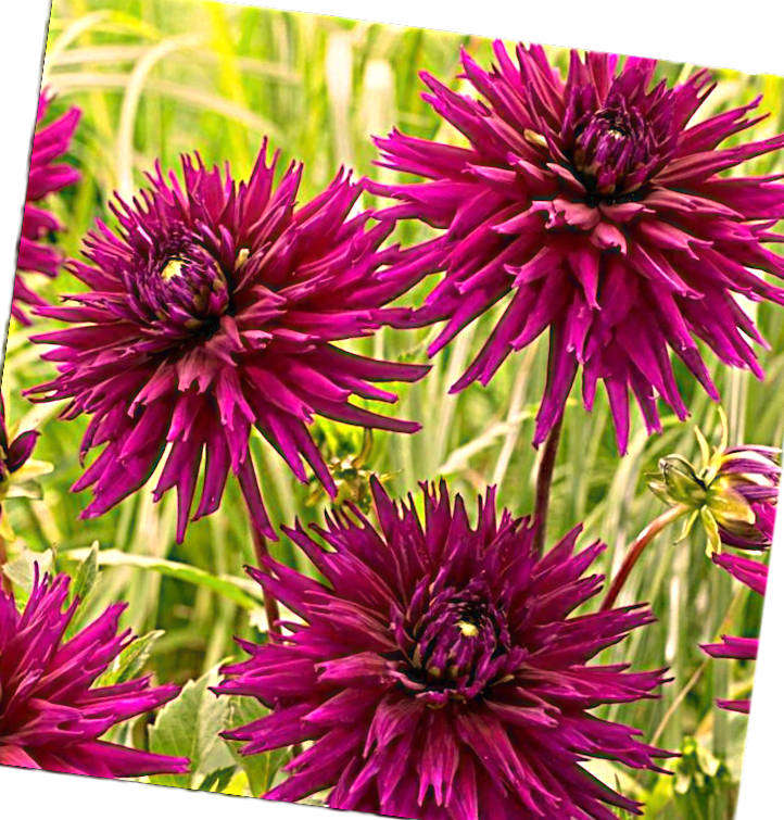 DAHLIA PURPLE GEM -  CutFlower 'CACTUS Var-   10 SEEDS
