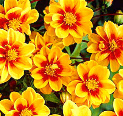 DAHLIA MIGNON -  YELLOW SUNSHINE  -  CutFlower -  2 Bulbs