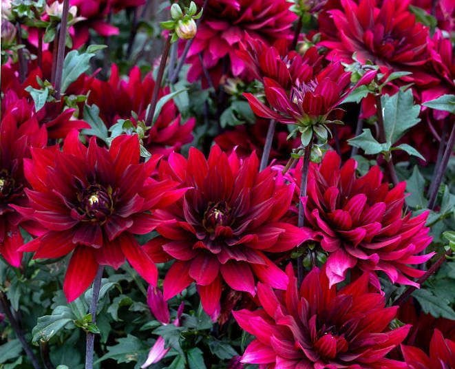 DAHLIA BULBS - KARMA CABERNET  -  CutFlower -   1 x Bulb