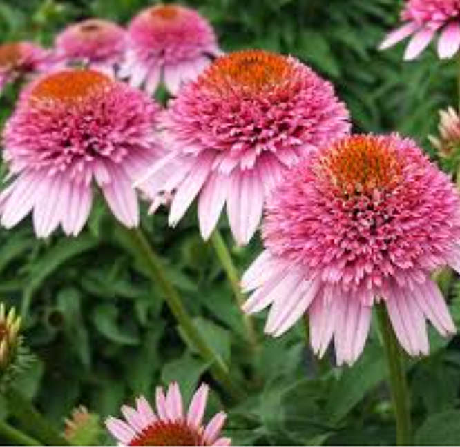 FLOWERS -  ECHINEA BUTTERFLY KISSES / KANSAS SNAKEROOT - 5  SEEDS  medicinal