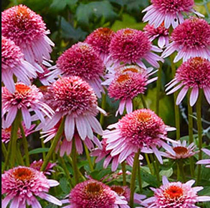 FLOWERS -  ECHINEA BUTTERFLY KISSES / KANSAS SNAKEROOT - 5  SEEDS  medicinal