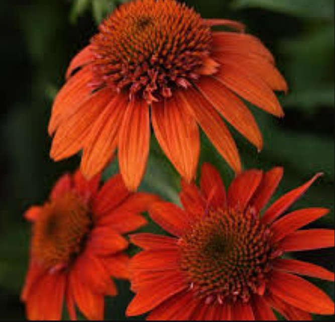 FLOWERS -  ECHINEA ANGUSTIOLIA  SOMBRERO ADOBE ORANGE / KANSAS SNAKEROOT - 10 SEEDS  medicinal