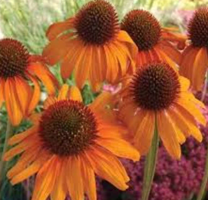 FLOWERS -  ECHINEA ANGUSTIOLIA  SOMBRERO ADOBE ORANGE / KANSAS SNAKEROOT - 10 SEEDS  medicinal