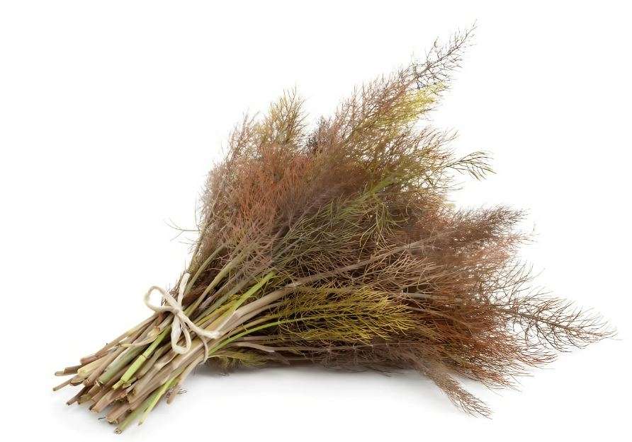 HERBS  -  BRONZE FENNELL -  F. vulgare 'Purpureum' -  30 seeds   edible flowers, medicinal uses