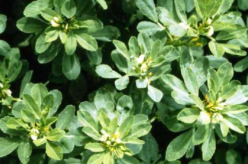 FENUGREEK /ALHOLVA /CHANDRIKA /HU LU BA /METHI  - 30 SEEDS - culinary, medicinal, edible flowers