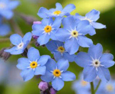 FLOWER - FORGET ME NOT - 30 SEEDS - Edible Flowers