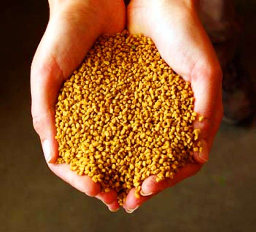FENUGREEK /ALHOLVA /CHANDRIKA /HU LU BA /METHI  - 30 SEEDS - culinary, medicinal, edible flowers