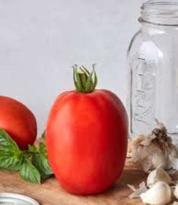 TOMATO - GLADIATOR  ROMA GIGANTE  - 15  Seeds   -  Large Fruit