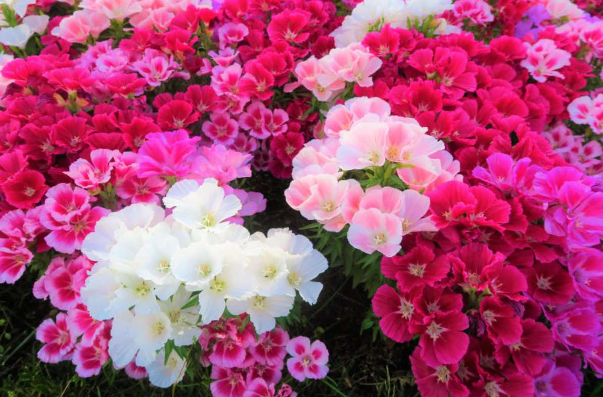 GODETIA Grandiflora Monarch Mix  -   'Clarkia Amoena'  - Azalea Flowered - 30 seeds