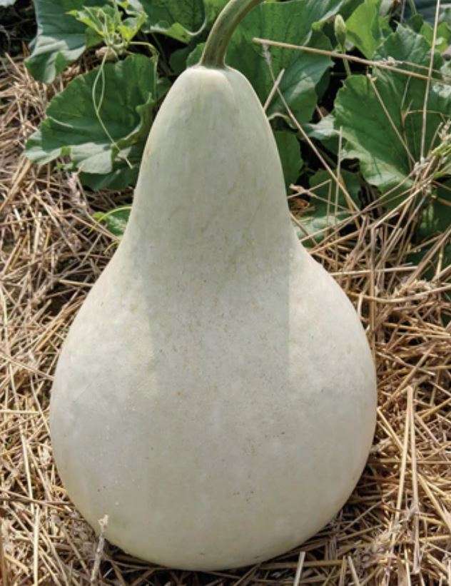 MARTINHOUSE BOTTLE GOURD / WHITE PEAR GOURD / BIRDHOUSE GOURD -  Lagenaria siceraria - 10 SEEDS