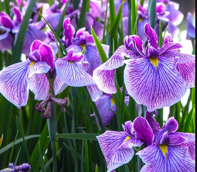 JAPANESE IRIS -  Iris ensata  -  3 Bulbs mix