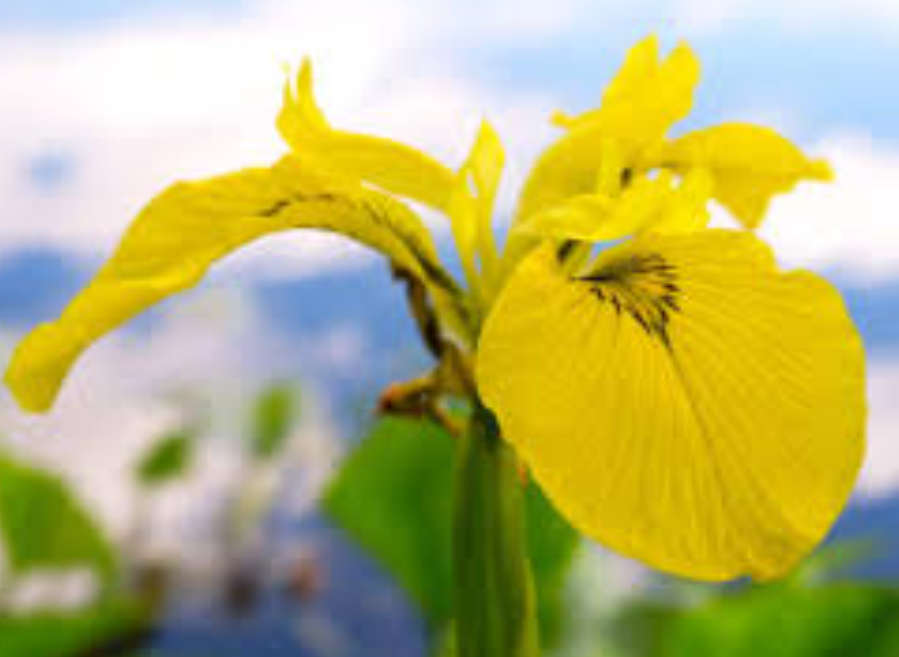 YELLOW FLAG Iris / Water Iris - Iris Pseudacorus - 30 Seeds