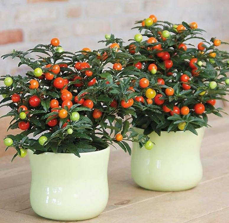 JERUSALEM CHERRY / Madeira Winter Cherry -  Solanum Pseudocapsicum - 20 Seeds