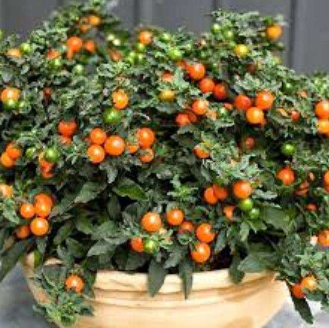 JERUSALEM CHERRY / Madeira Winter Cherry -  Solanum Pseudocapsicum - 20 Seeds