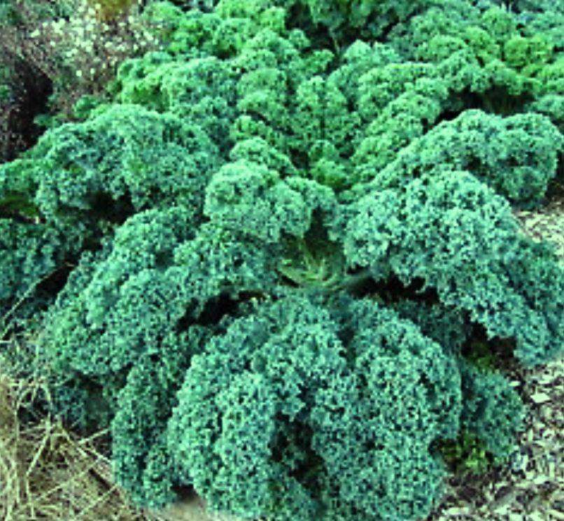 CURLY KALE  -  Brassica oleracea var. sabellica  - 20 SEEDS