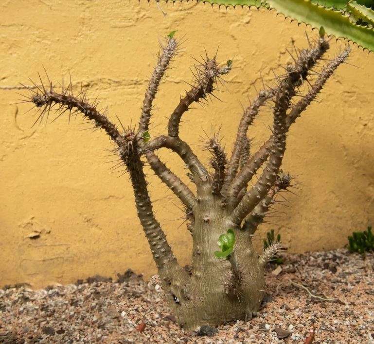 KUDU LILY /  Pachypodium saundersii - 10 SEEDS