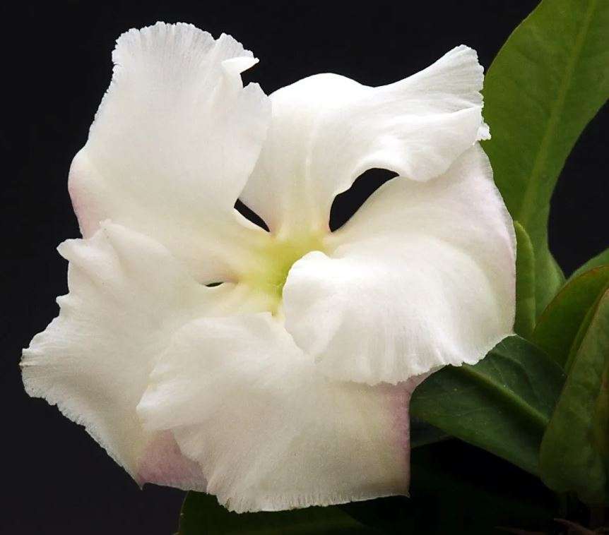 KUDU LILY /  Pachypodium saundersii - 10 SEEDS