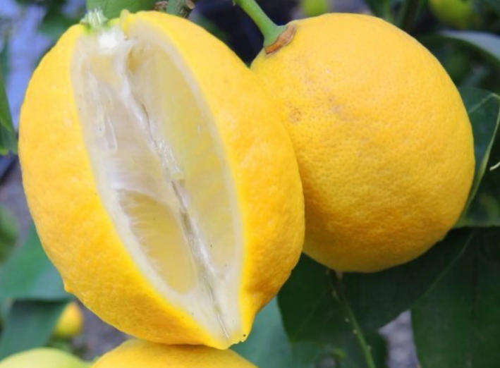 LISBON LEMON  -  Citrus x limon 'Lisbon'-   10 Seeds