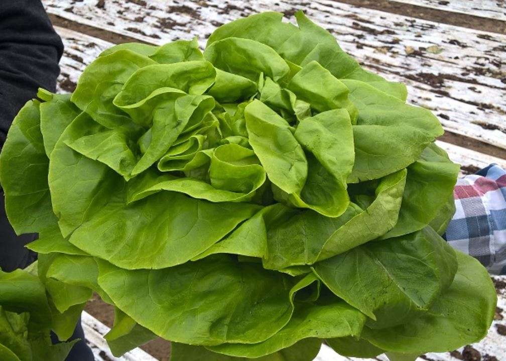 BUTTERHEAD LETTUCE  `ANALORA ` / BOSTON / BIBB LETTUCE  - 30 SEEDS    'Analora Lactuca sativa'