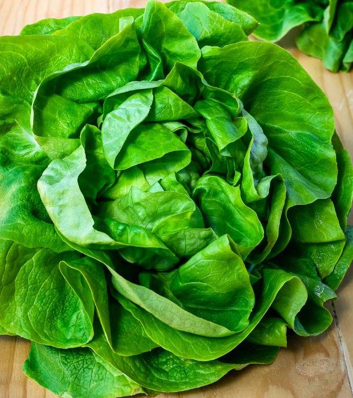 BUTTERHEAD LETTUCE  `ANALORA ` / BOSTON / BIBB LETTUCE  - 30 SEEDS    'Analora Lactuca sativa'