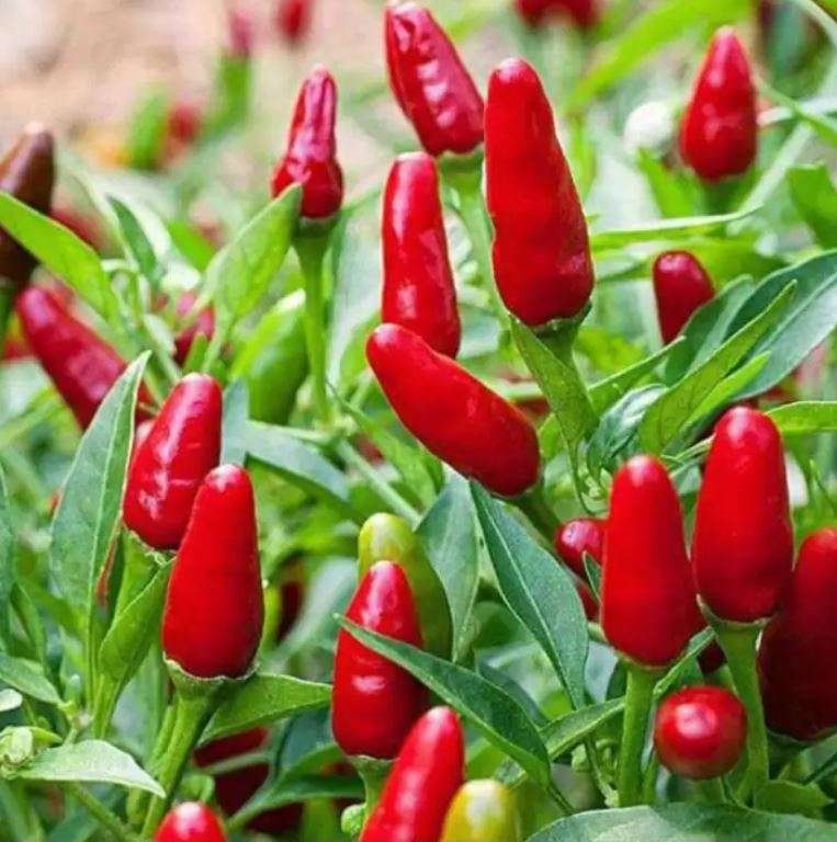 TABASCO  PEPPER  Chillies  - Capsicum Frutescens   10 Seeds