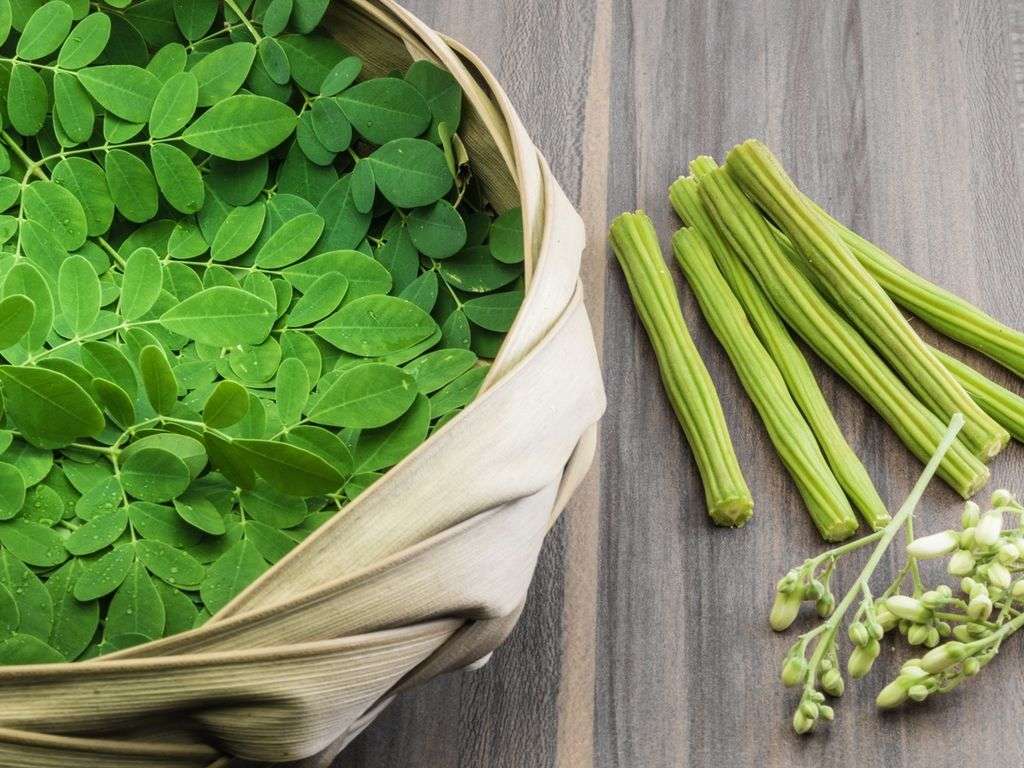 MORINGA OLEIFEIRA / Drumstick Tree / Horseradish Tree  -  10 Seeds  -  Medicinal