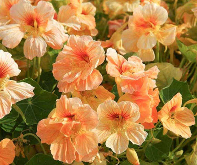 NASTURTIUM  APRICOT -  10 Seeds  -   Edible Flower & Medicinal