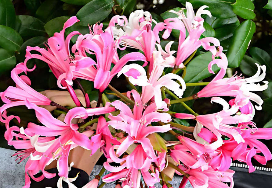 JAPANESE SPIDER LILY /  Guernsey Lily / Nerine Bowdenii -  10  Seeds