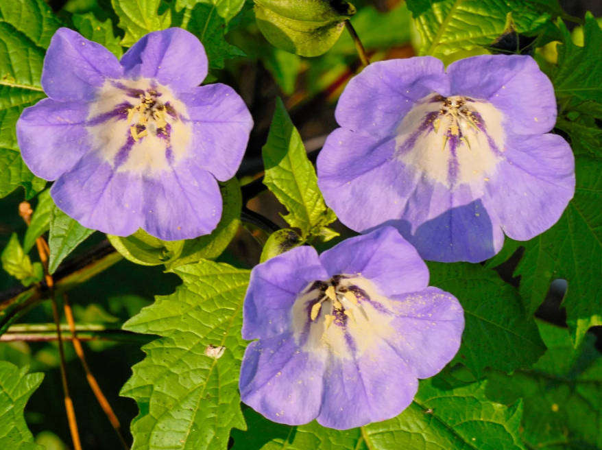 SHOO - FLY FLOWER -  Nicandra Physalodes -  50 Seeds -  Fly Repellent Plant