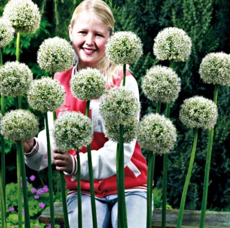 Allium White Giant  - Allium Stipitatum / Giant Flowering Onion -  20 Seeds