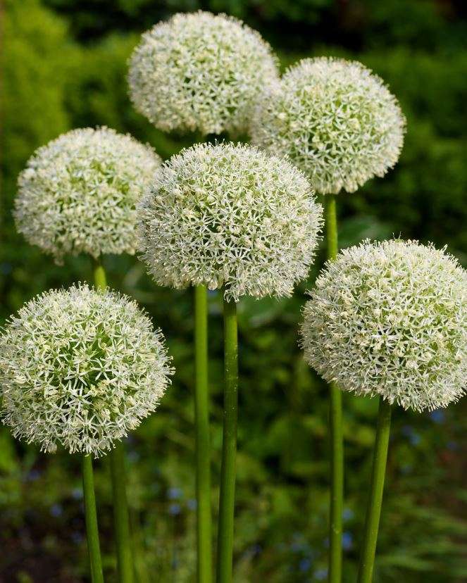 Allium White Giant  - Allium Stipitatum / Giant Flowering Onion -  20 Seeds